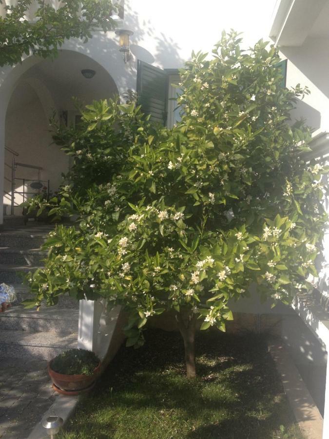 וודיצה Apartmani Vukicevic מראה חיצוני תמונה